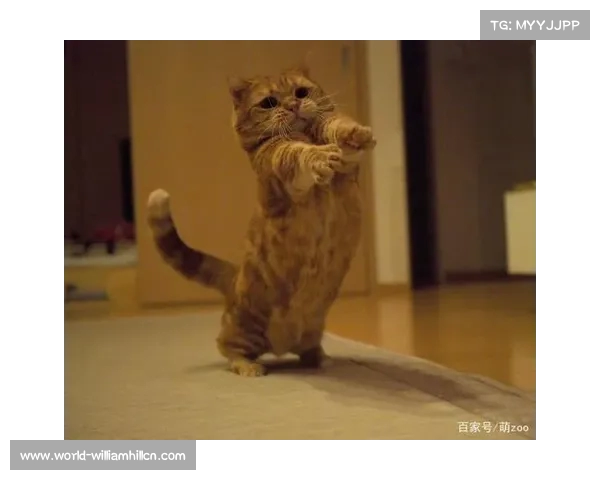 我们家的足球猫准备好踢球啦展现萌力与活力的精彩瞬间 我们家的足球猫准备好踢球啦展现萌力与活力的精彩瞬间